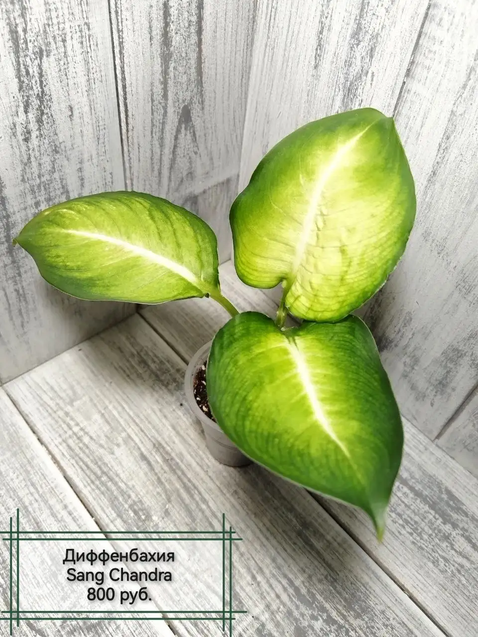 Комнатные растения - Растения (Хобби и отдых) в Красноярск