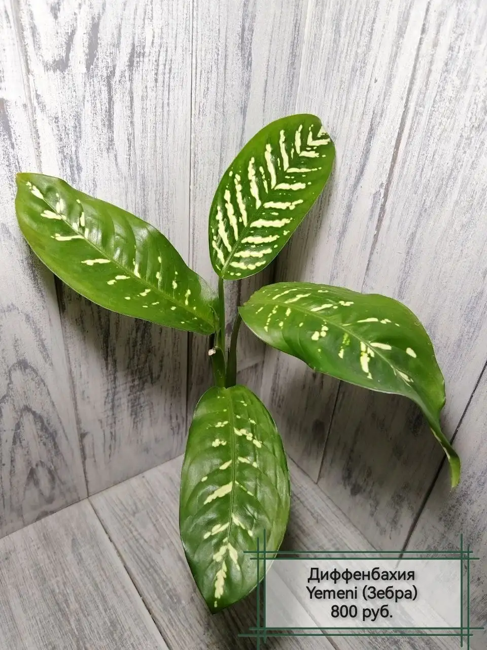 Комнатные растения - Растения (Хобби и отдых) в Красноярск