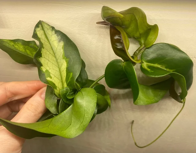 Обмен хойи Kenejiana variegata на Sigillatis silver - Фотоальбомы в Красноярск