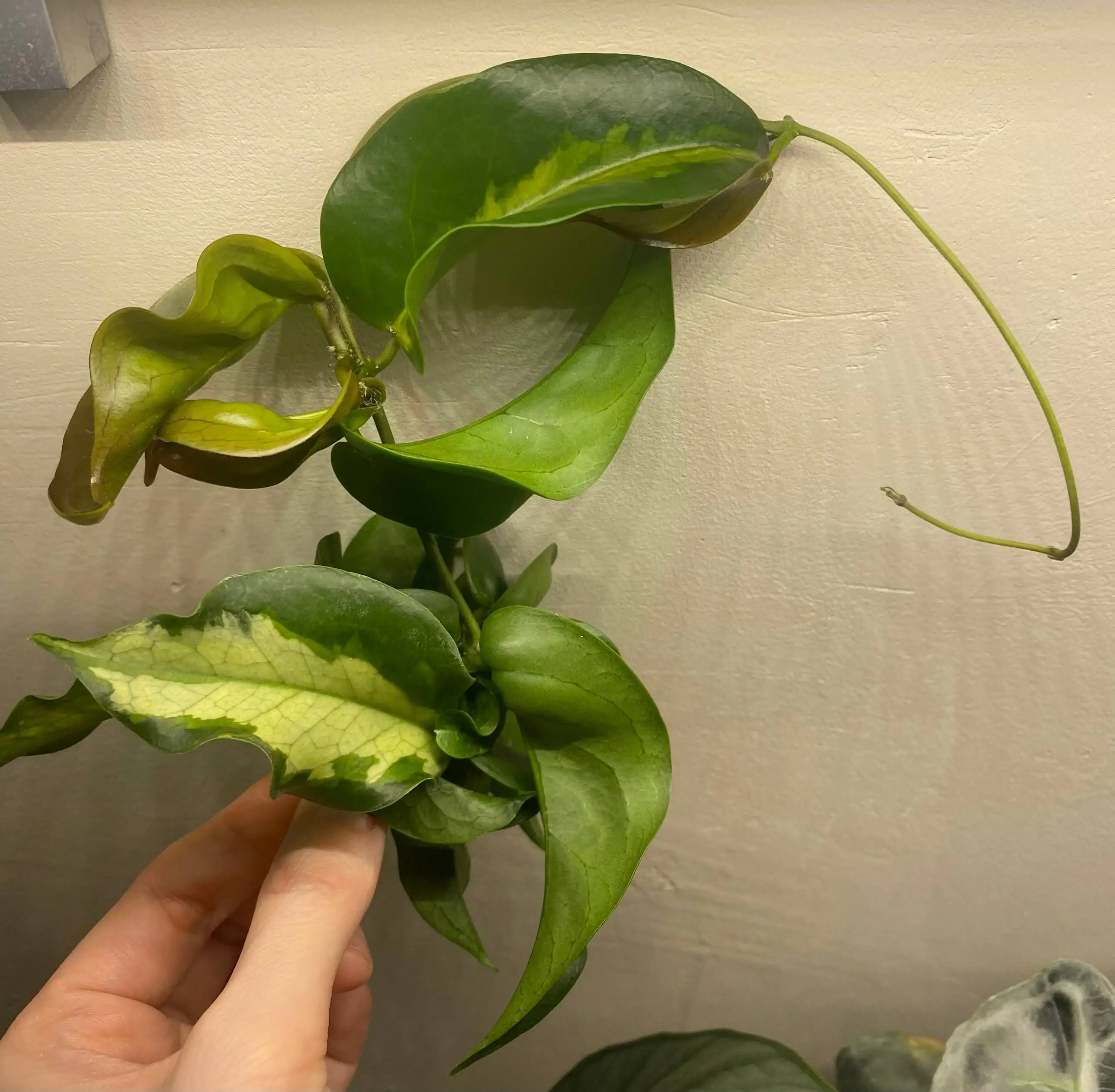 Обмен хойи Kenejiana variegata на Sigillatis silver - Комнатные растения (Хобби и отдых) в Красноярск