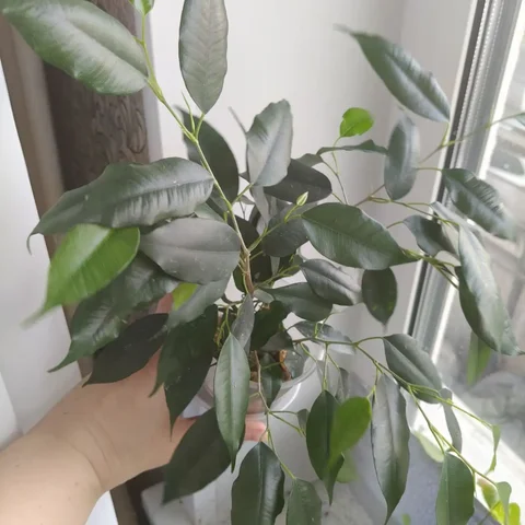 Фикус 3 отростка - Выставка растений в Красноярск