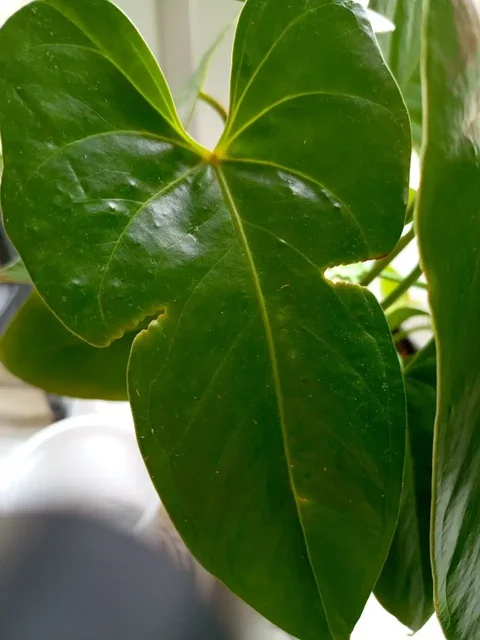 Вопрос о комнатных растениях с проблемами роста - Выставка растений в Красноярск