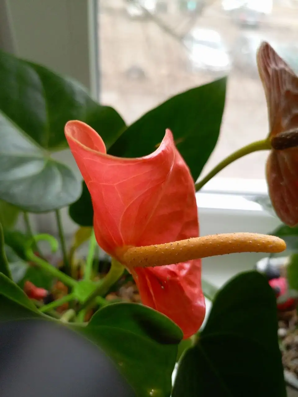 Вопрос о комнатных растениях с проблемами роста - Комнатные растения (Хобби и отдых) в Красноярск