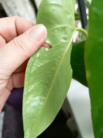 Комнатные растения в Красноярске - Выставка растений в Красноярск