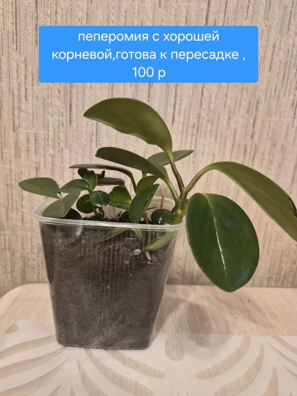 Комнатные растения - Растения (Для дома и дачи) в Красноярск