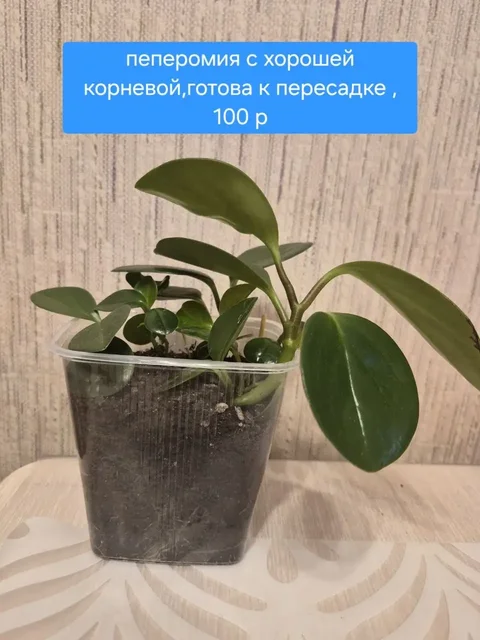 Комнатные растения - Мебель и бытовая техника в Красноярск