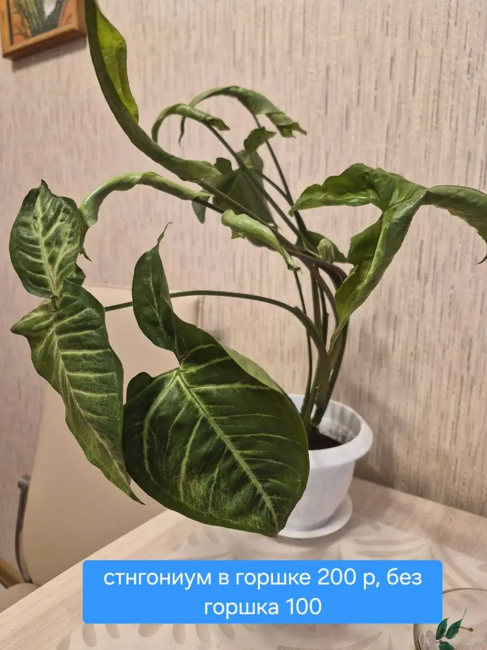 Комнатные растения - Растения (Для дома и дачи) в Красноярск