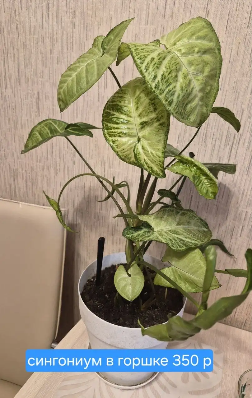 Комнатные растения - Растения (Для дома и дачи) в Красноярск