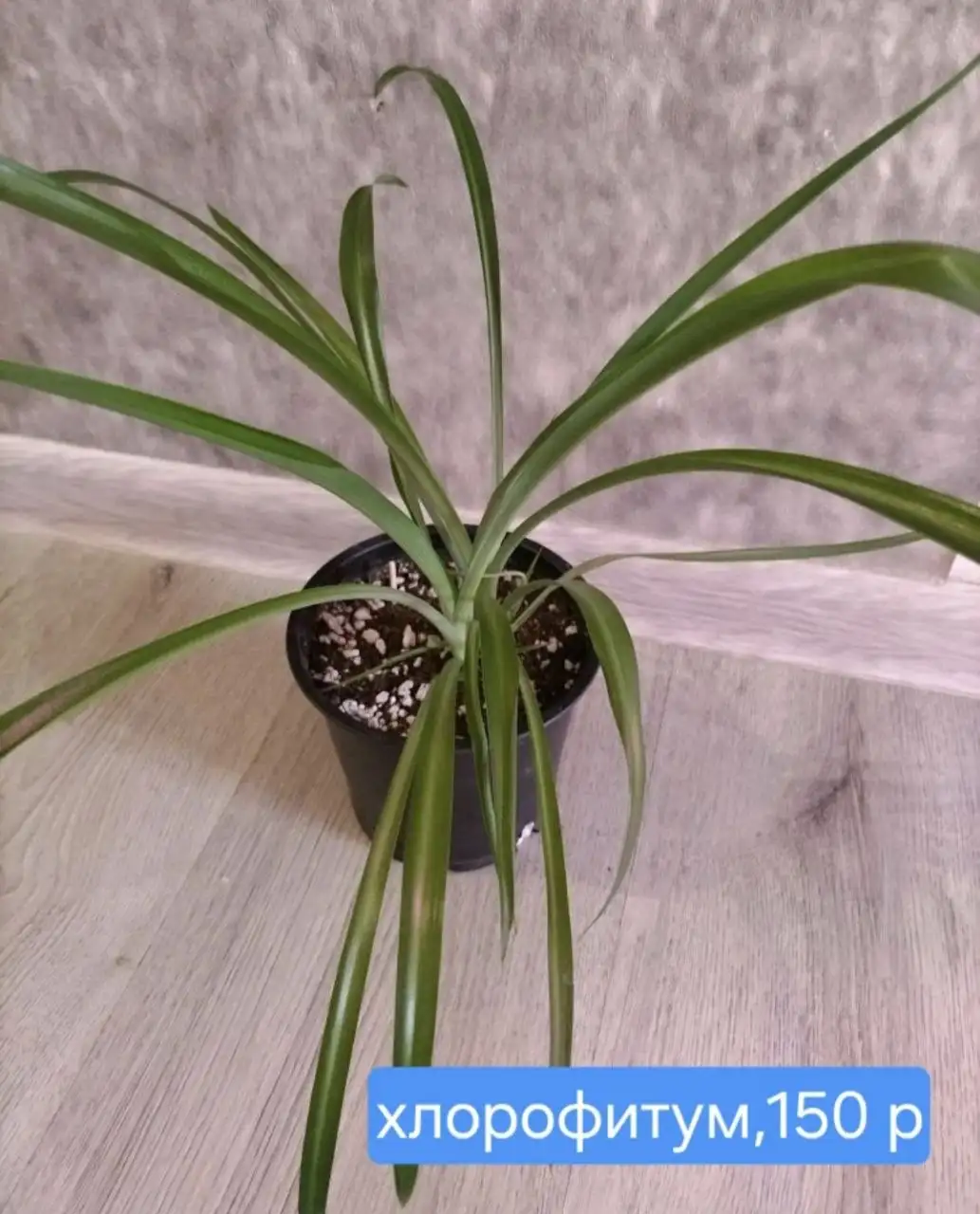 Комнатные растения - Растения (Для дома и дачи) в Красноярск