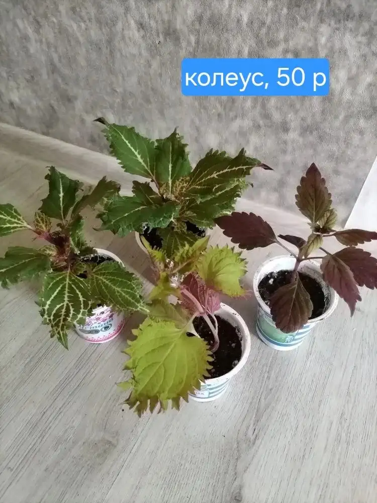 Комнатные растения - Растения (Для дома и дачи) в Красноярск