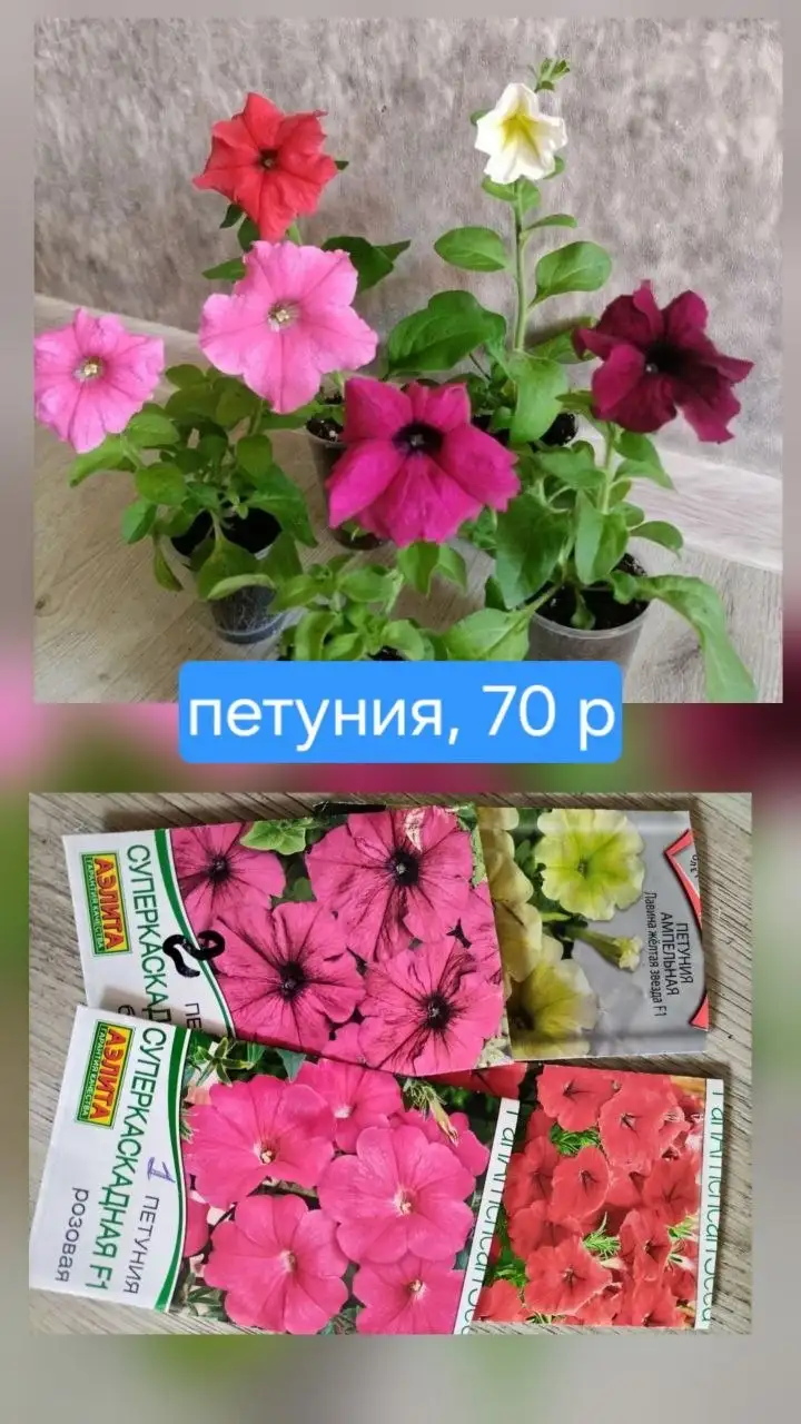 Комнатные растения - Растения (Для дома и дачи) в Красноярск