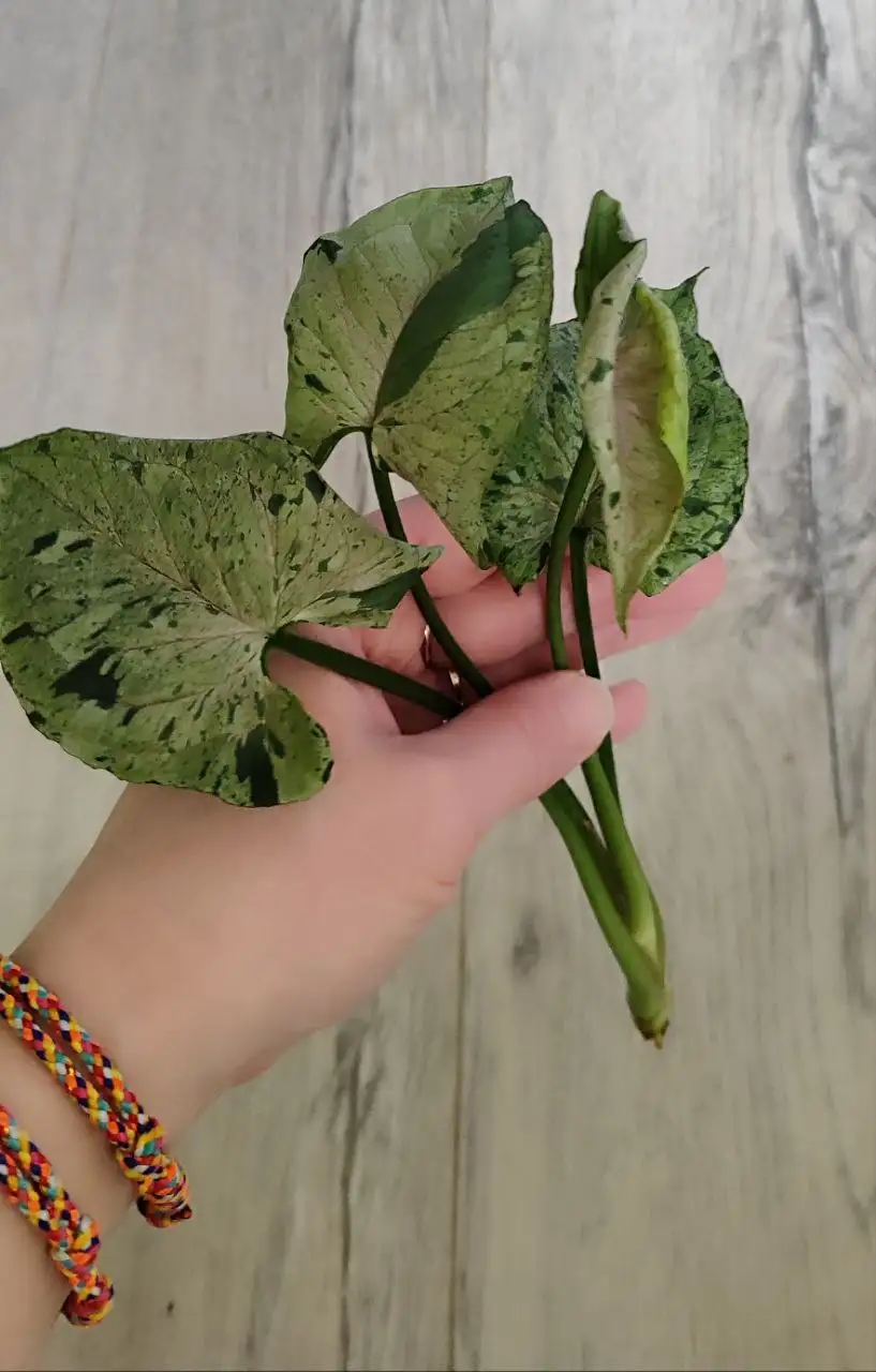 Сингониум серый призрак макушка - Комнатные растения (Хобби и отдых) в Красноярск