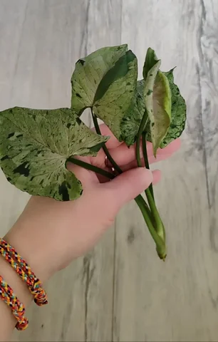 Сингониум серый призрак макушка - Выставка растений в Красноярск