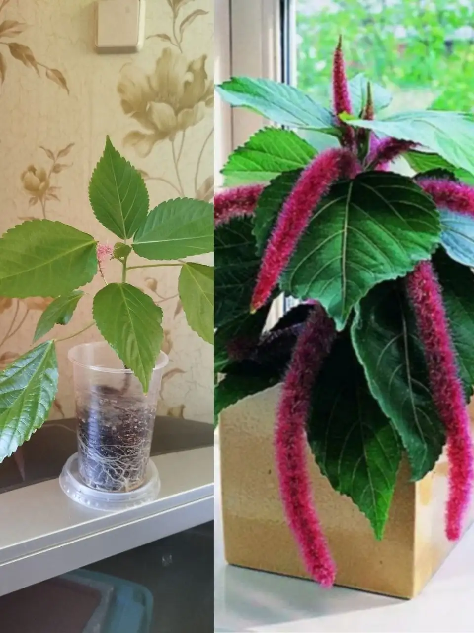 Акалифа щетинистоволосистая (лисий хвост) - Комнатные растения (Хобби и отдых) в Красноярск