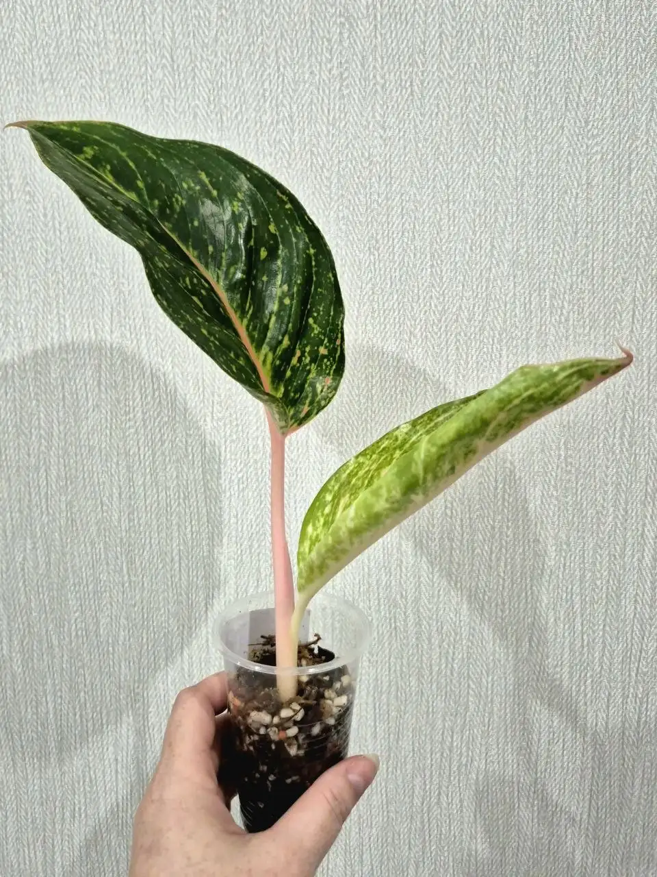 Аглаонема Lak Sab комнатное растение - Комнатные растения (Хобби и отдых) в Красноярск