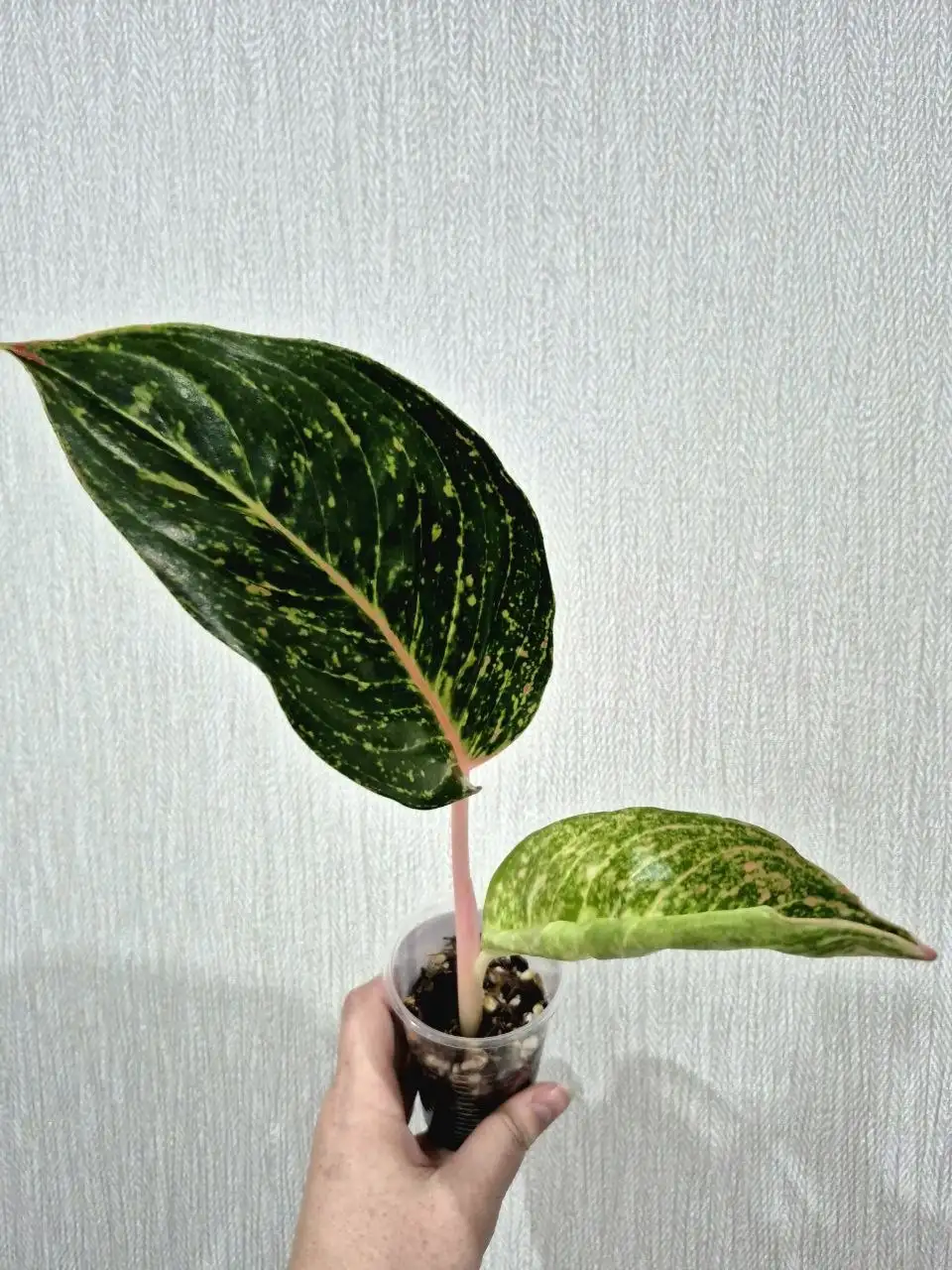 Аглаонема Lak Sab комнатное растение - Комнатные растения (Хобби и отдых) в Красноярск