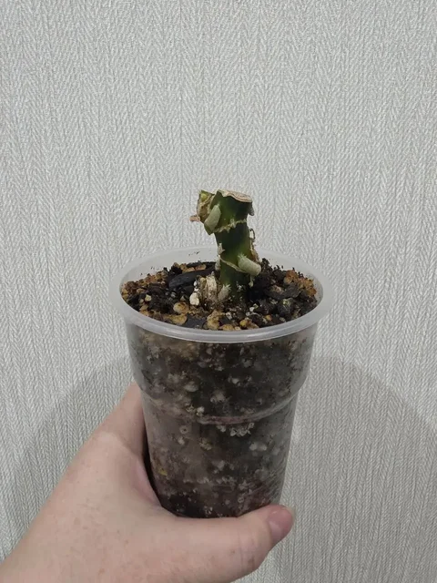 Аглаонема Heng Heng пень после обрезки - Выставка растений в Красноярск