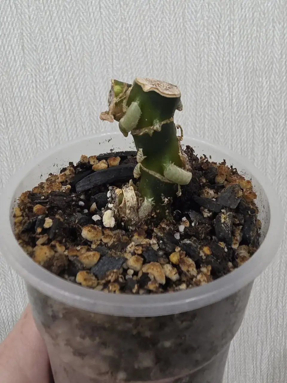 Аглаонема Heng Heng пень после обрезки - Комнатные растения (Хобби и отдых) в Красноярск