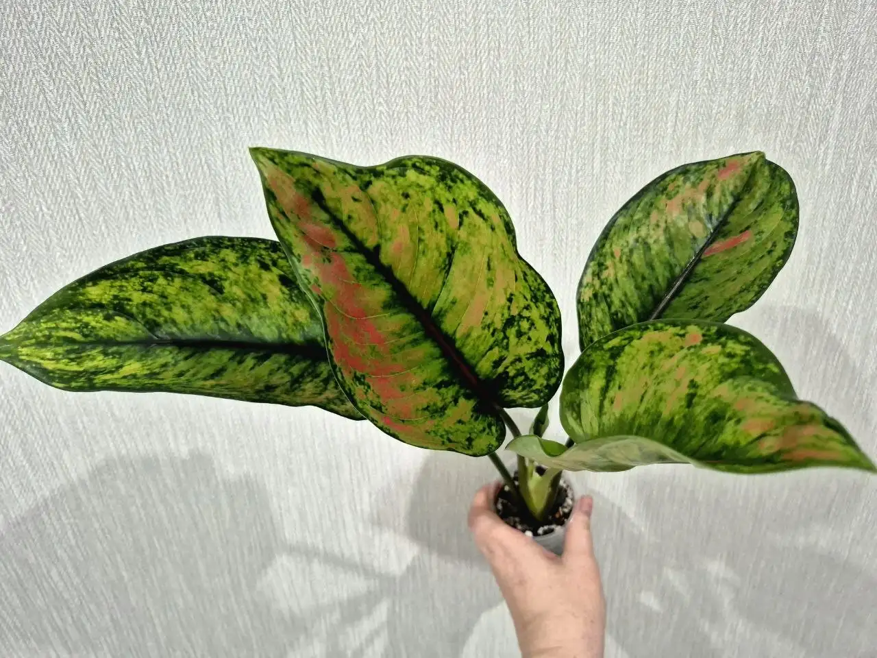 Комнатные растения в Красноярске - Комнатные растения (Хобби и отдых) в Красноярск