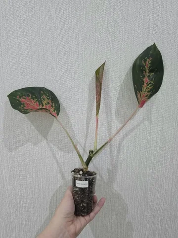 Аглаонема Cochin Gorgeous пенек с деткой - Выставка растений в Красноярск