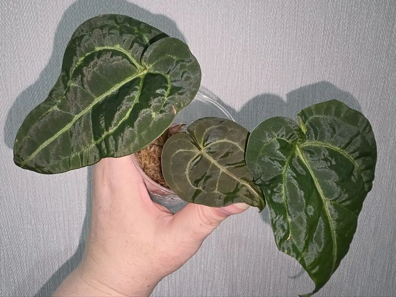 Антуриум гибрид сеянец Docblock Michelle × Red dark Phoenix-Besseae - Комнатные растения (Хобби и отдых) в Красноярск