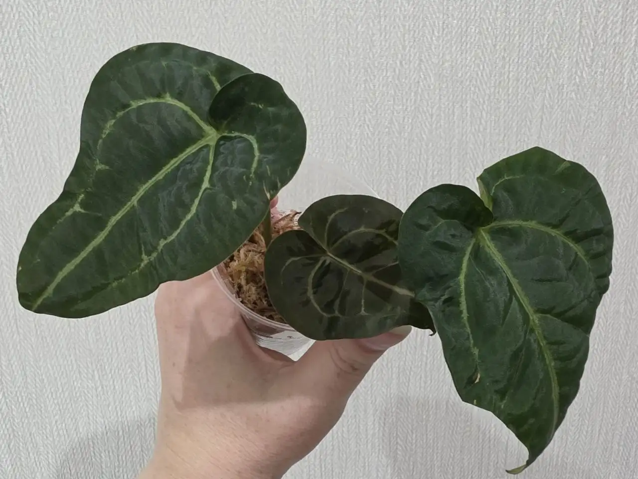 Антуриум гибрид сеянец Docblock Michelle × Red dark Phoenix-Besseae - Комнатные растения (Хобби и отдых) в Красноярск