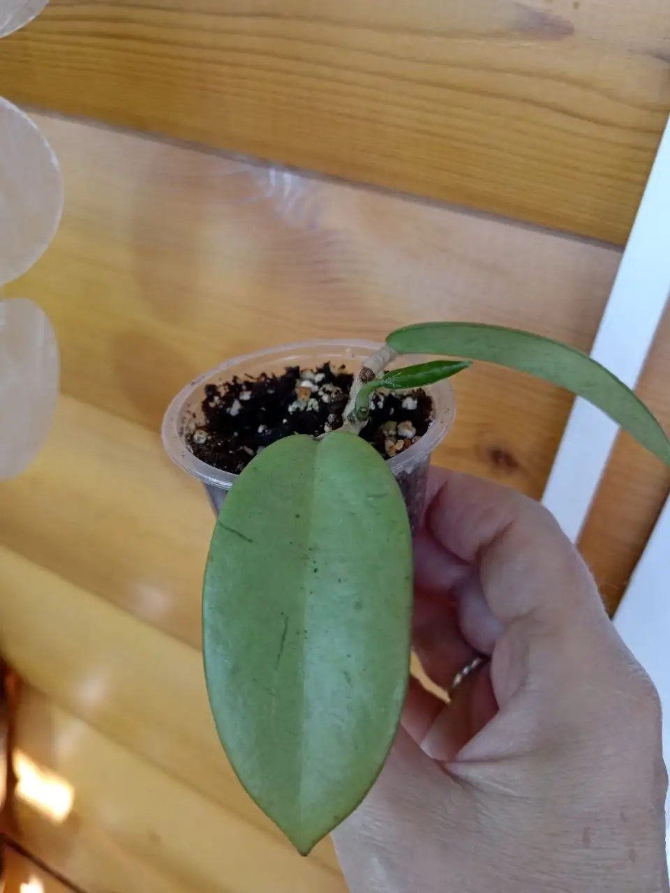 Продам комнатное растение хойю - Комнатные растения (Хобби и отдых) в Красноярск