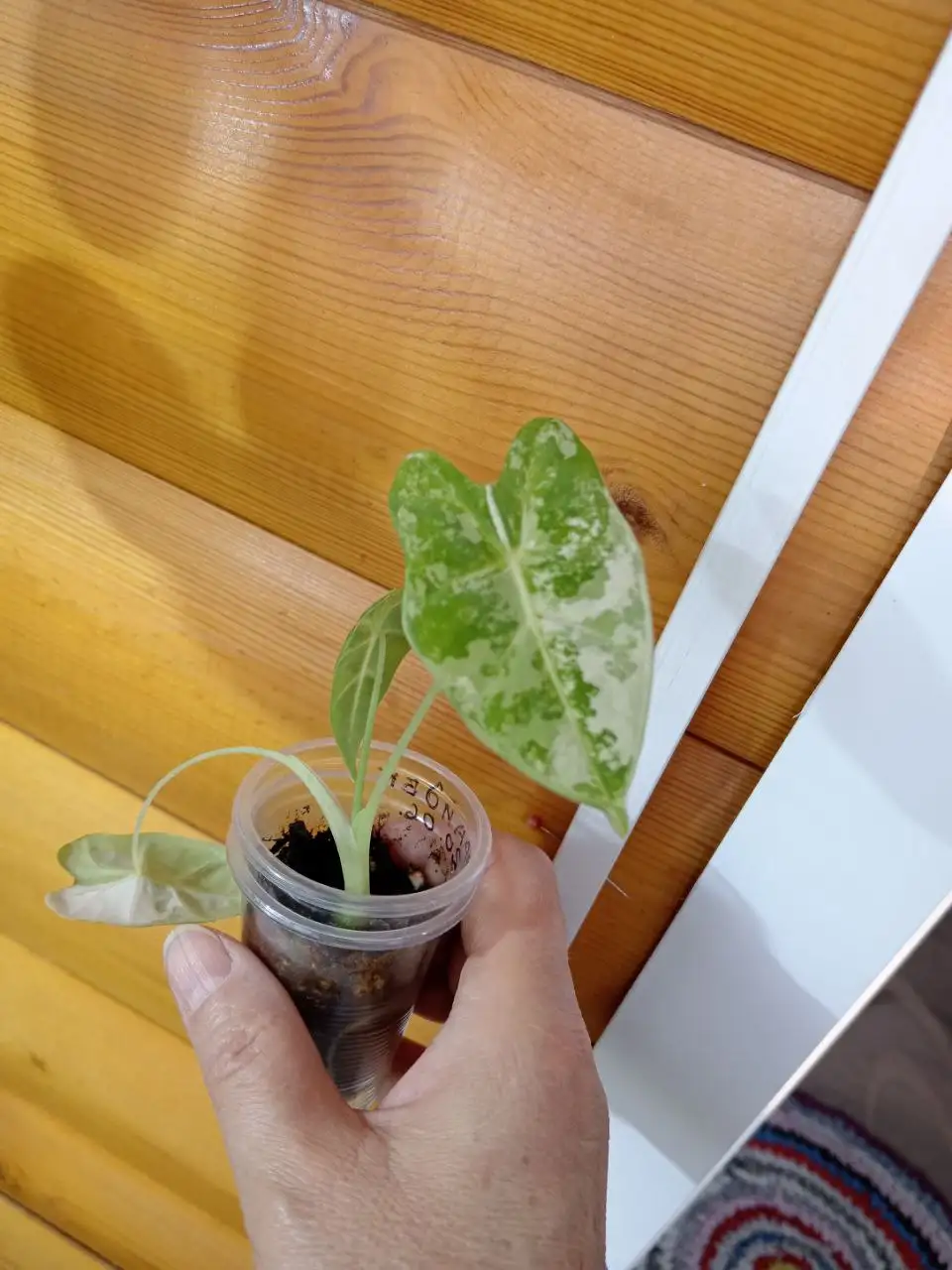 Продам алоказию Фрайдек - Комнатные растения (Хобби и отдых) в Красноярск