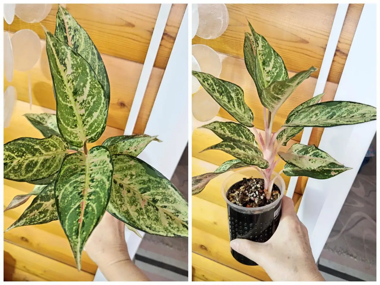 Продам аглаонему Lucky - Комнатные растения (Хобби и отдых) в Красноярск