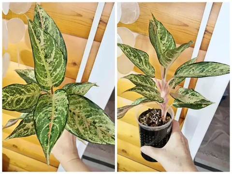 Продам аглаонему Lucky - Выставка растений в Красноярск