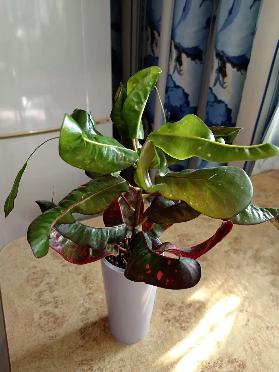 Продам кротон тайский - Барахолка в Красноярск