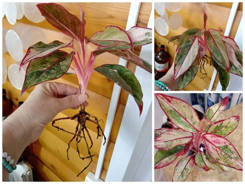 Продам Аглаонему Сиам Аврора вариегата - Выставка растений в Красноярск