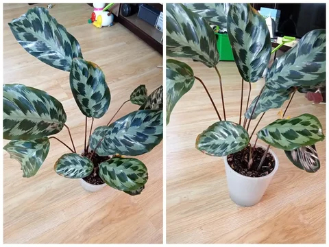 Продам калатею Хелен Кеннеди - Выставка растений в Красноярск