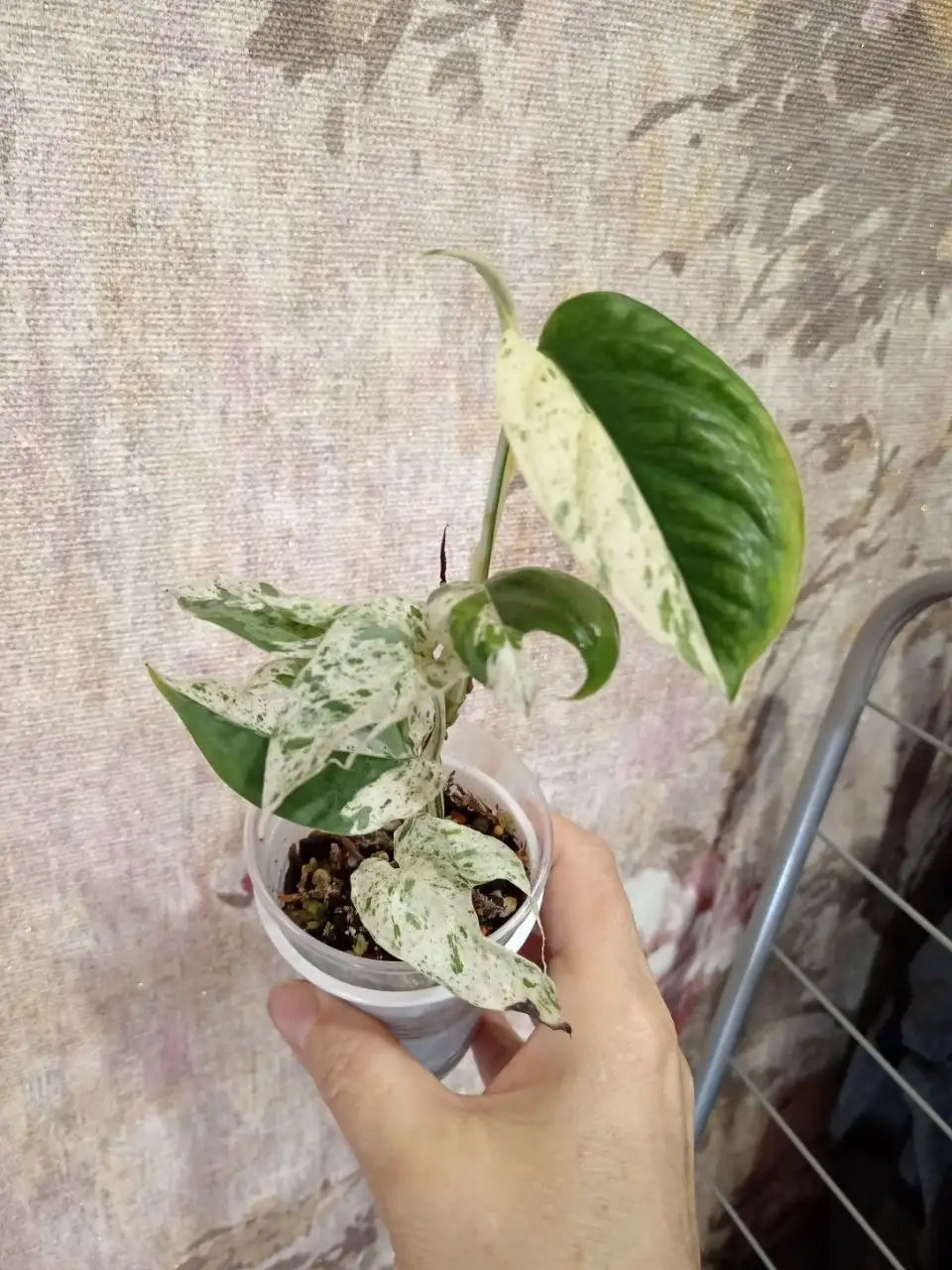 Продам эпипремнум - Комнатные растения (Хобби и отдых) в Красноярск