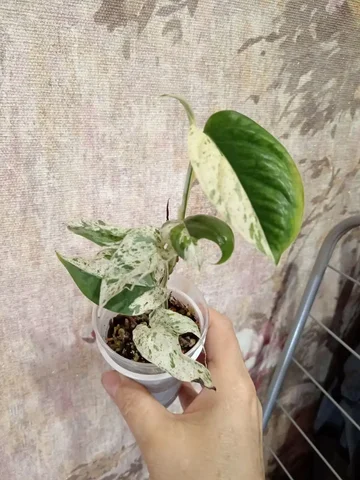 Продам эпипремнум - Выставка растений в Красноярск