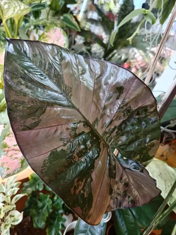 Комнатные растения в Красноярске - Мебель и бытовая техника в Красноярск