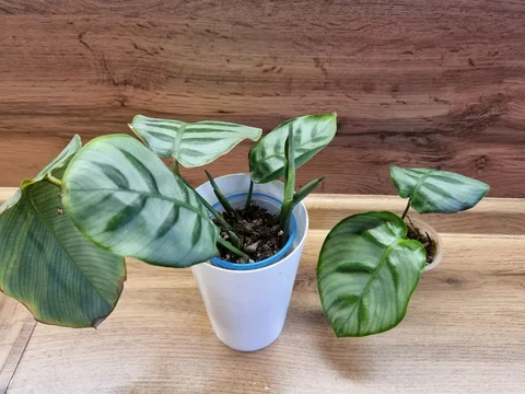 Калатея Бэлла Карлина с фитилем - Мебель и бытовая техника в Красноярск