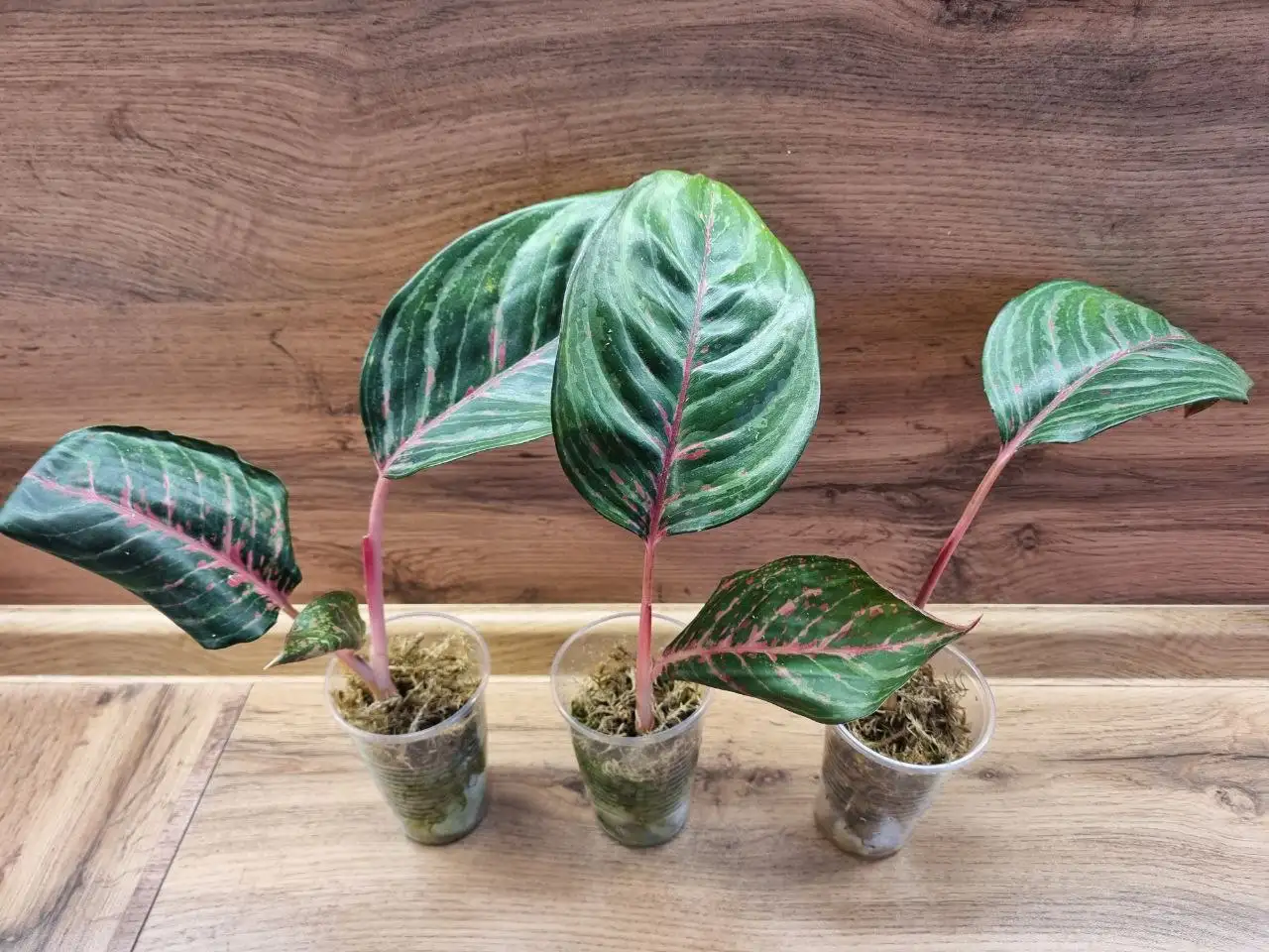 Аглаонема Амнат Чароен - Комнатные растения (Хобби и отдых) в Красноярск