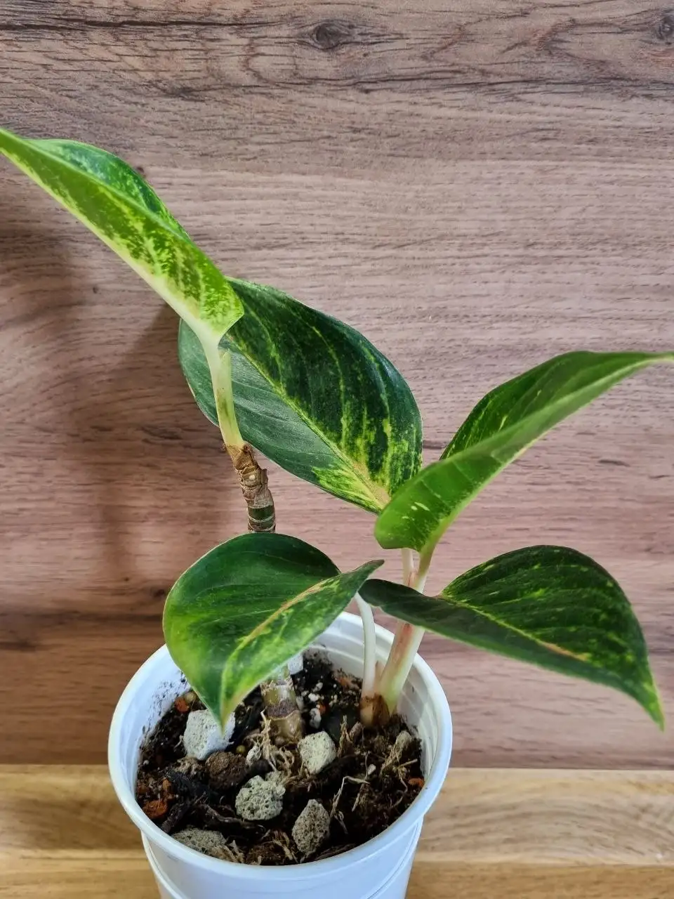 Продажа комнатного растения Аглаонема - Комнатные растения (Хобби и отдых) в Красноярск