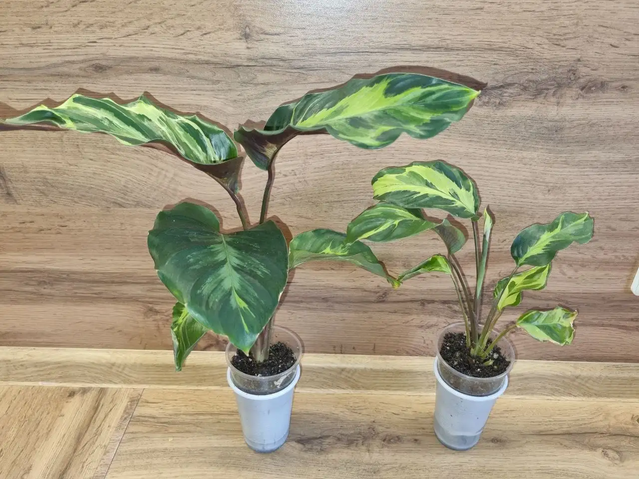 Калатеи Электрик шок - Комнатные растения (Хобби и отдых) в Красноярск