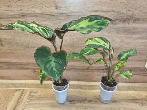 Калатеи Электрик шок - Выставка растений в Красноярск