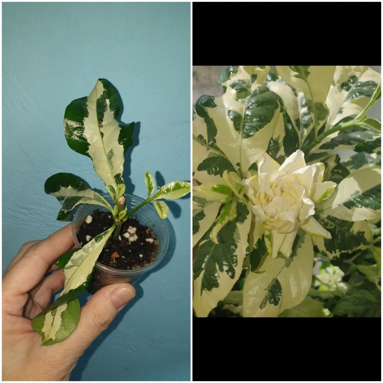 Гардения августата вар 500 Борисевича - Комнатные растения (Хобби и отдых) в Красноярск