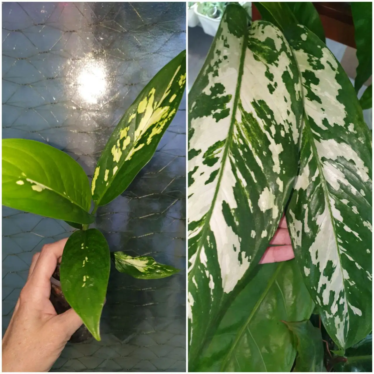 Диффа Аврора 200 Борисевича - Комнатные растения (Хобби и отдых) в Красноярск