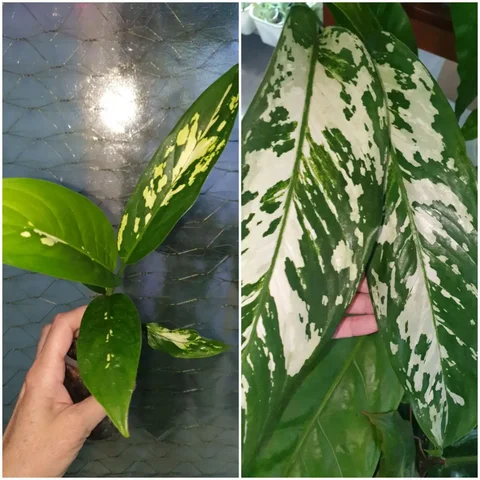 Диффа Аврора 200 Борисевича - Праздничные принадлежности в Красноярск