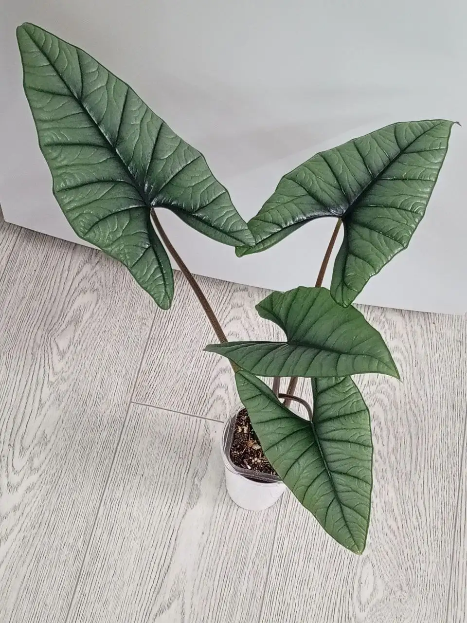 Алоказия Бисма - Комнатные растения (Хобби и отдых) в Красноярск