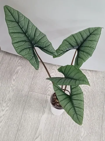 Алоказия Бисма - Праздничные принадлежности в Красноярск