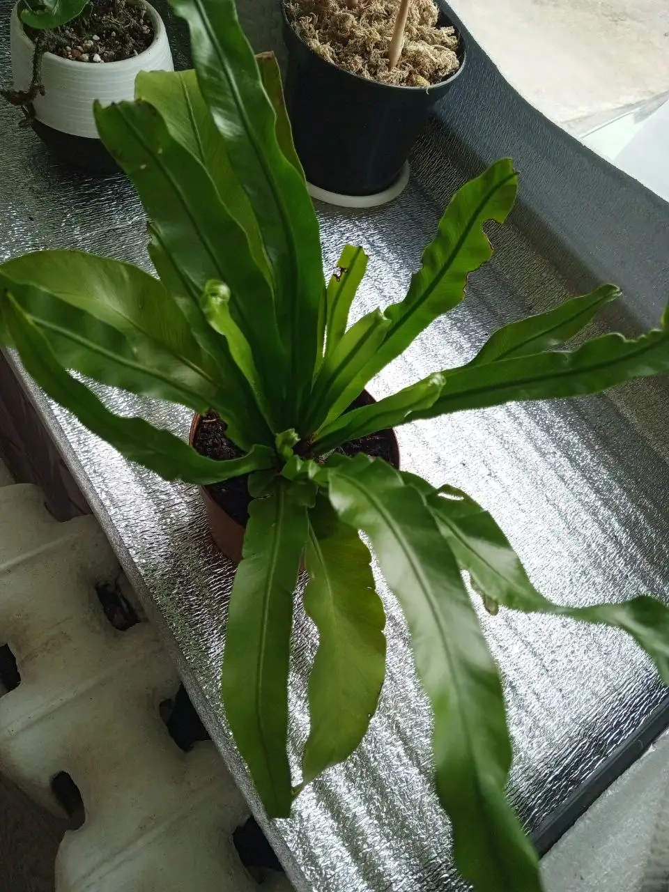 Асплениум Нидус - Комнатные растения (Хобби и отдых) в Красноярск