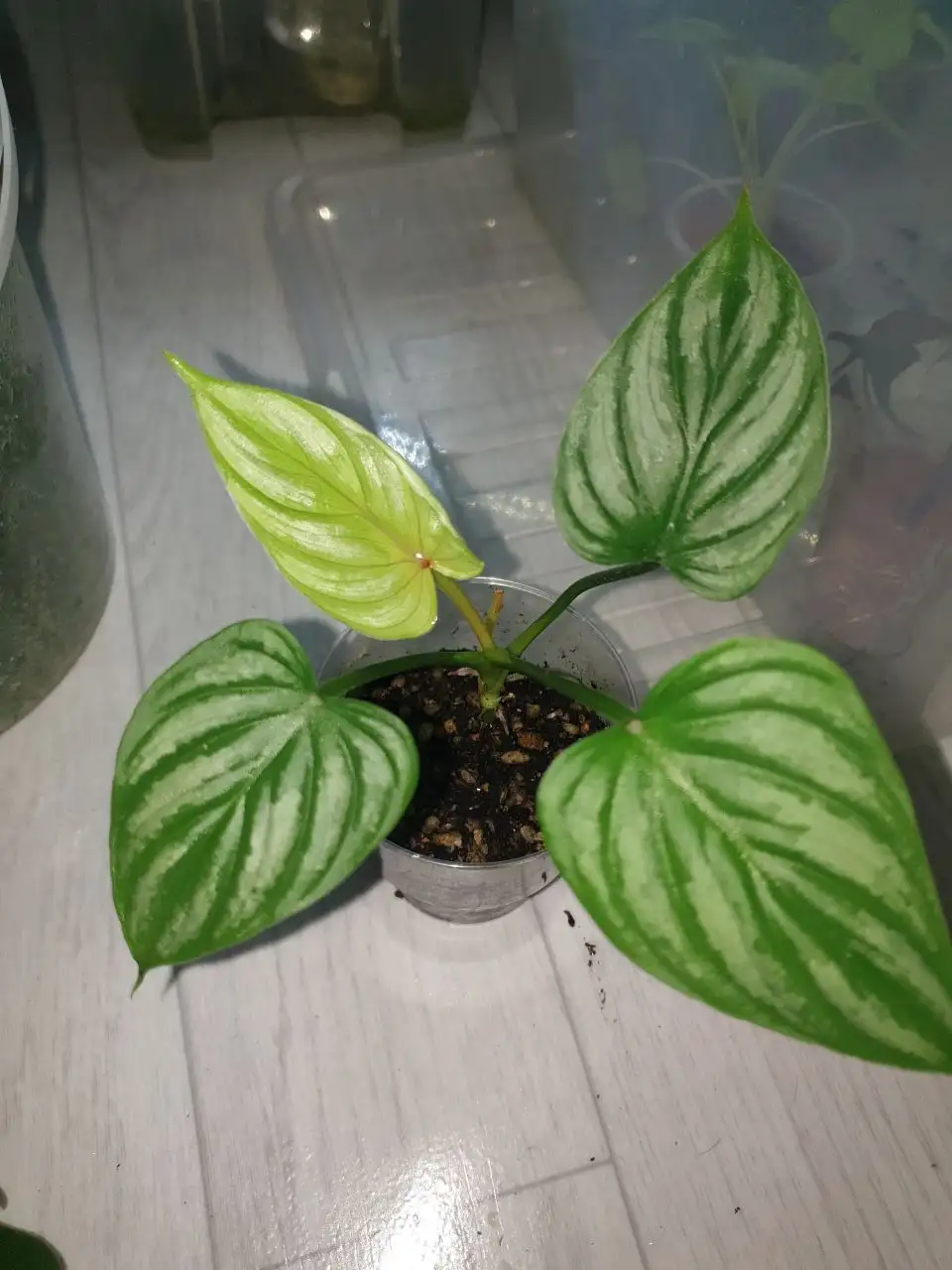 Продажа комнатных растений в Красноярске - Комнатные растения (Хобби и отдых) в Красноярск