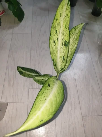 Диффа камуфляж 1700 Борисевича - Комнатные растения в Красноярск