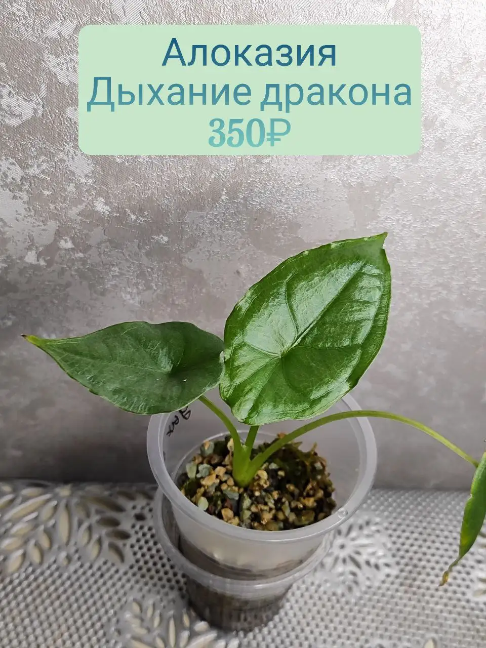 Алоказия Дыхание дракона в Красноярске - Комнатные растения (Хобби и отдых) в Красноярск